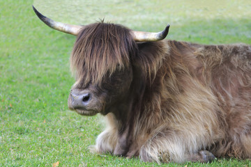 Hochland Kuh, Highland cattle mit braunem Fell und großen Hörnern auf der Wiese