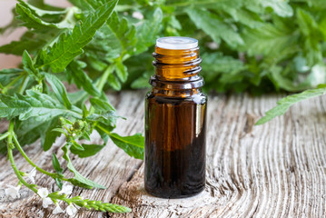 A bottle of vervain essential oil with blooming verbena officinalis