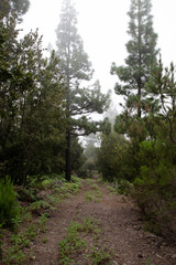 Fototapeta premium Nature and vulcanic landscapes in Tenerife, Spain