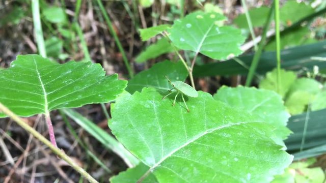 Wanze, gr&uuml;ne Wanze auf Blatt, Laub, Insekt, Natur