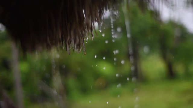 Rain falling from a thatched roof