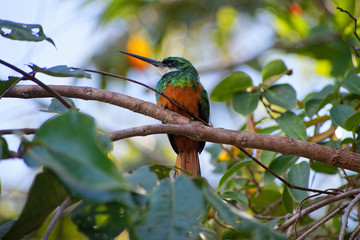 Rufous-tailed Jacamar at the Brazilian cerrado