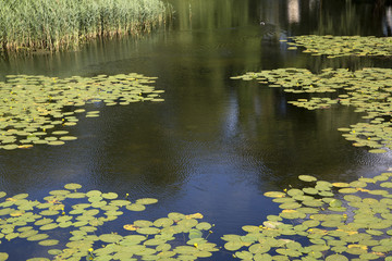 Water Lily Background, Castle Moat; Copenhagen