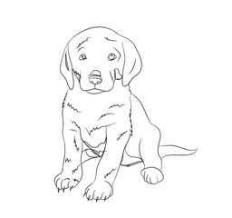 Fototapeta premium dog sitting, lines, vector