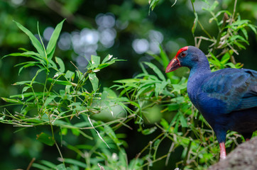 Purple Swamp hen  in forest.