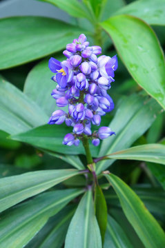 Dichorisandra thyrsiflora or blue ginger flowers with green