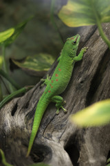 Green lizard in terrarium © Kasandra