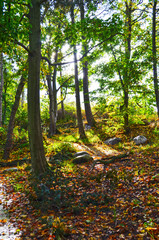 View into an autumnal park landscape with sunlight falling through the trees