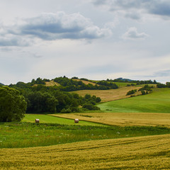Fototapeta na wymiar Wheat filed and meadows cloudy sky harvest