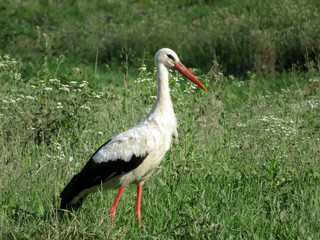 White stork walking on a green meadow. Stork (Ciconia ciconia) in the wild