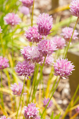 Chives or allium schoenoprasum red plant