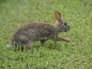 a Eastern Cottontail crosses a meadow guarded