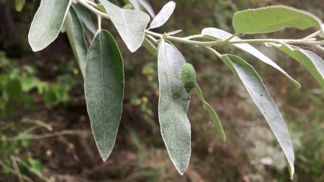 Wanze, gr&uuml;ne Wanze auf Blatt, Laub, Insekt, Natur