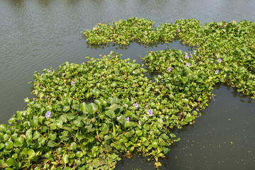 Water  hyacinth, invading species in Kochi, India