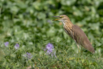 The Indian pond heron or paddybird
