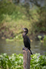 The little cormorant (Microcarbo niger)