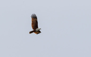Red backed sea eagle in flight (brahminy kite)
