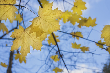 желтые листья клена на голых ветвях на фоне голубого неба