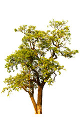  tree with green leaves isolated from a white background