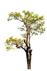 Tree isolated from white background