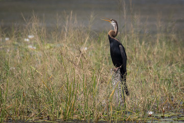 Oriental darter or Indian darter also known as snakebird (Anhinga melanogaster)