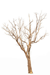 Fototapeta na wymiar Dead tree isolated white background