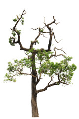 Tree with  leaves isolated from white background