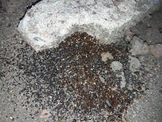 ant's colony in rock