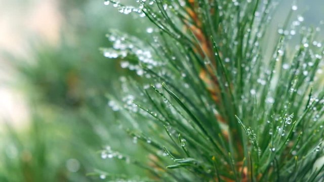 Green branch of a pine tree after a rain.