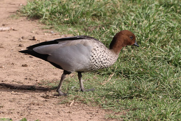 Wood duck