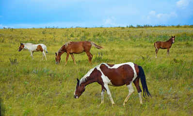 Fototapeta na wymiar Horses on meadow