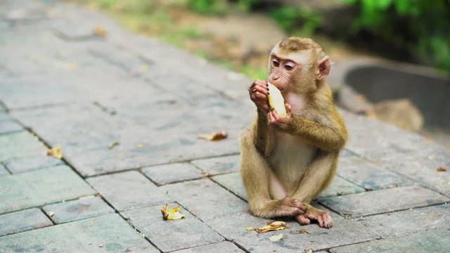 a small monkey eats bananas in a national park. Asian jungle with monkeys.