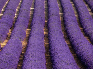 Fototapeta na wymiar Panorama di campi di lavanda fiorita