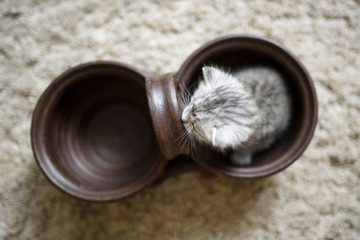 View from above on lovely small kitty which is sitting in a brown pot.