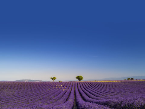 Fototapeta Panorama di campi di lavanda fiorita