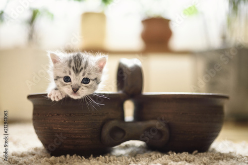 funny small grey kitten