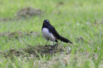 Willie wagtail