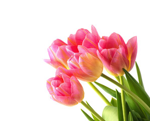 Pink tulip on white background.