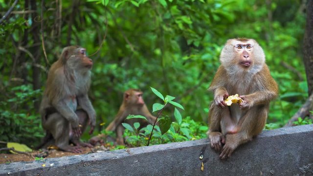 wild monkeys in natural conditions. eat bananas and nuts. asia thailand. mountain of monkeys.