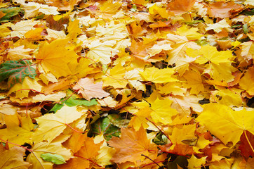 Maple leaves background