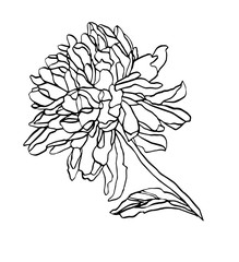Decorative ink drawing chrysanthemum flower