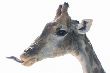 Fototapeta na wymiar isolated giraffe on white background