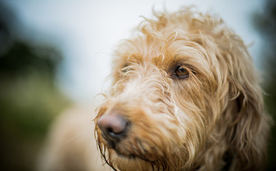 The Golden Labradoodle
