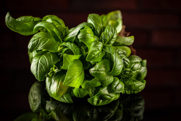 A bunch of fresh basil with roots on a black background