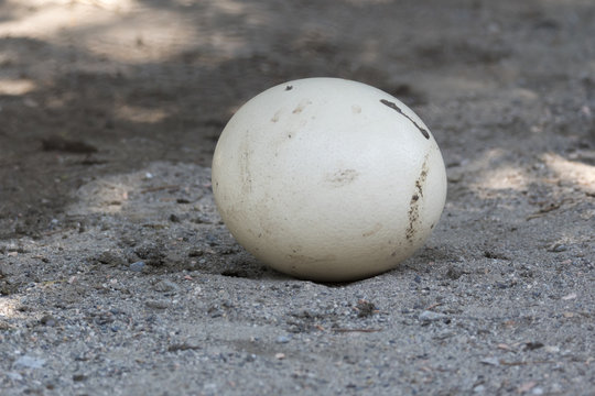 ostrich egg in the farm