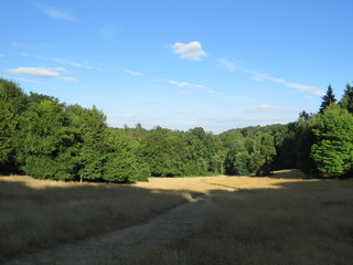 Fototapeta na wymiar Golden fields of Surrey - English countryside, walking, hiking, nature