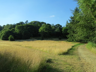 Fototapeta na wymiar Golden fields of Surrey - English countryside, walking, hiking, nature