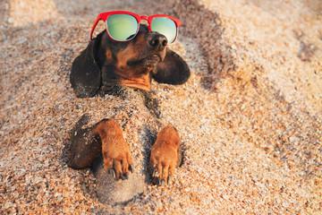 cute dog of dachshund, black and tan, wearing red sunglasses, having relax and enjoying buried in the sand at the beach ocean on summer vacation holidays
