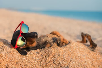 Foto op Plexiglas beautiful dog of dachshund, black and tan, buried in the sand at the beach sea on summer vacation holidays, wearing red sunglasses © Masarik