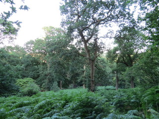 Beautiful English countryside - trees, forest, lakes, sunshine